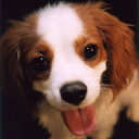 1 Cute Pooch 1 Cute Pooch
